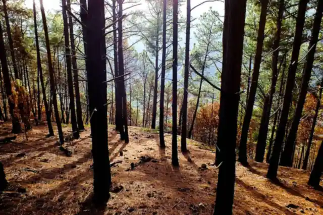 Tall pine trunks in low sun with long shadows over a needle-covered slope
