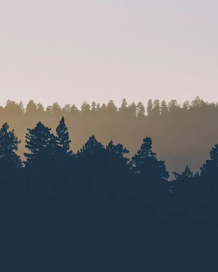 A dark line of pines against a pale peach evening sky, layers of forest fading into haze