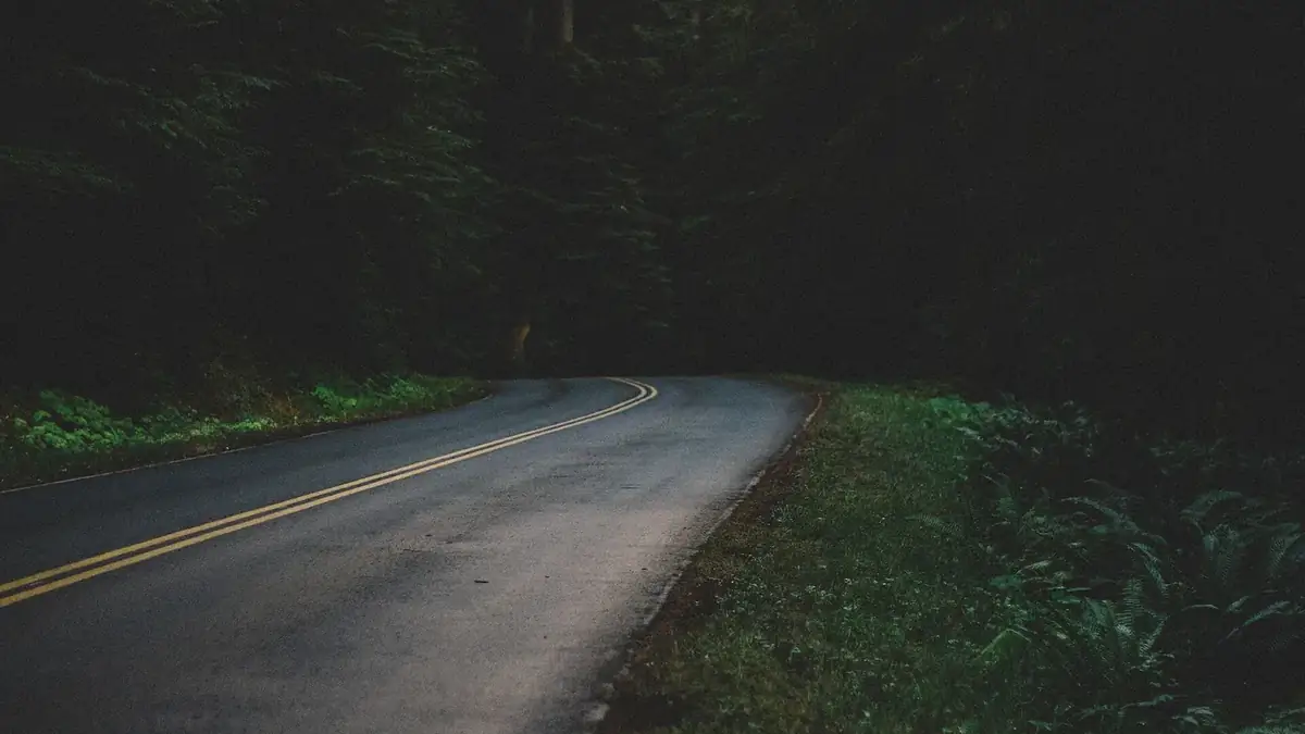 A two-lane road curving into a dark, dense stand of conifers at dusk