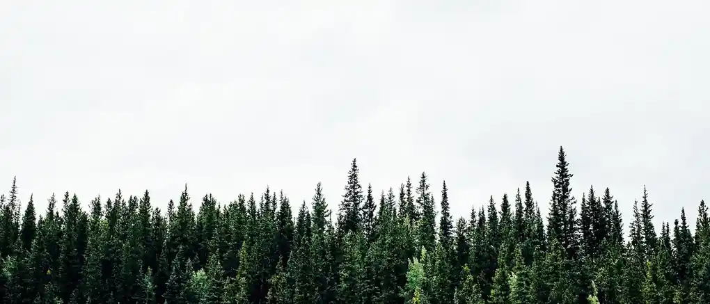 A thick treeline of spruce and fir under a flat white sky