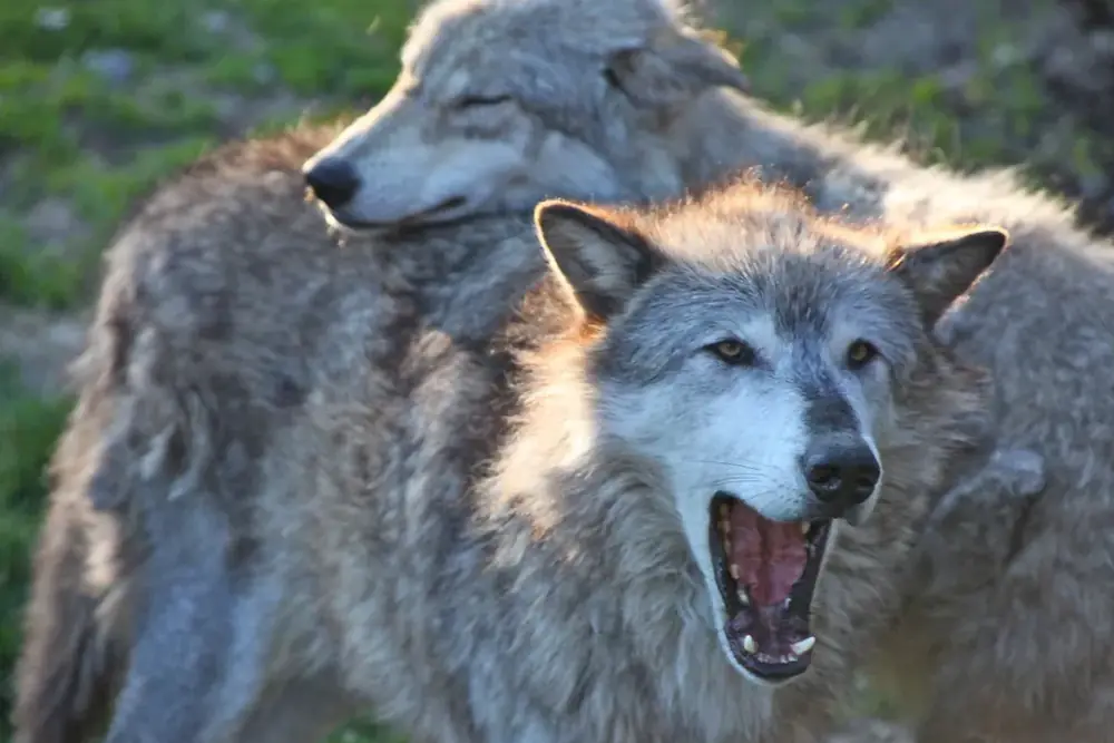 Two gray wolves close together at the edge of a meadow, one with its mouth open