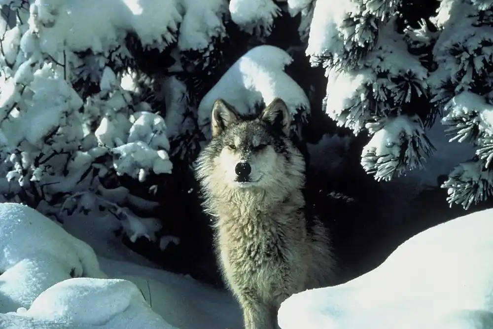 A gray wolf standing under snow-loaded fir branches, looking straight ahead